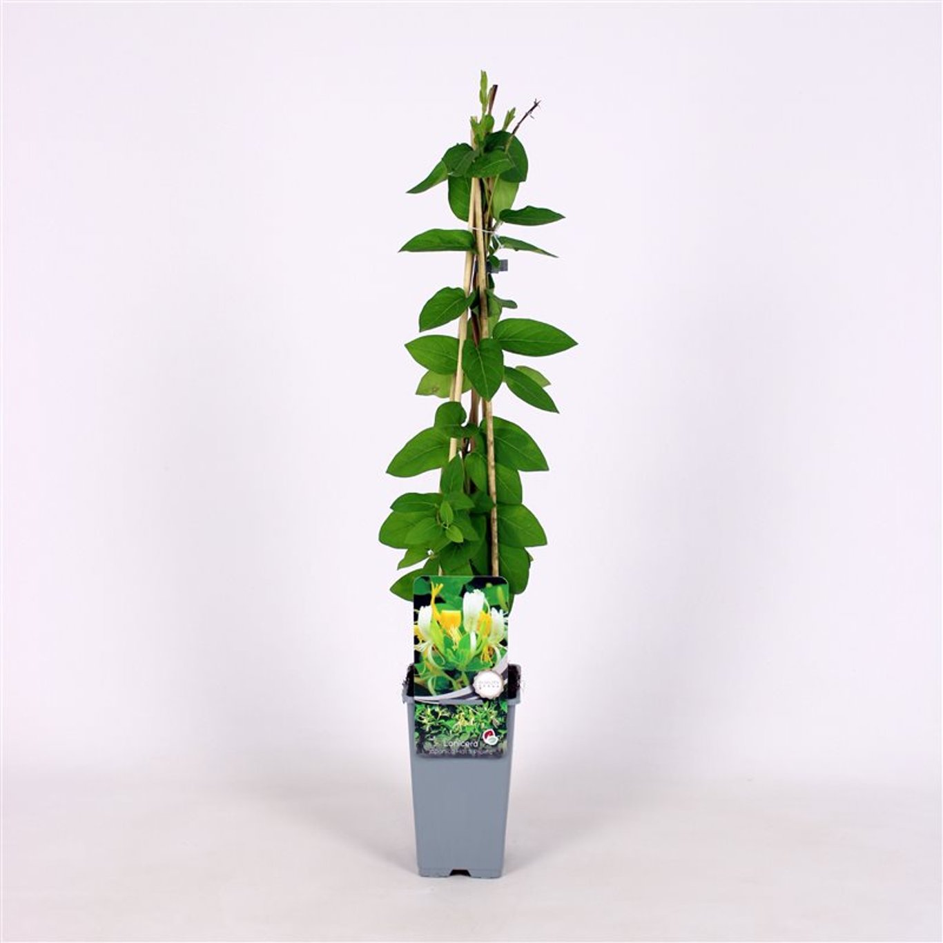 Lonicera jap. 'Hall's Prolific' - C2 70/+ CM